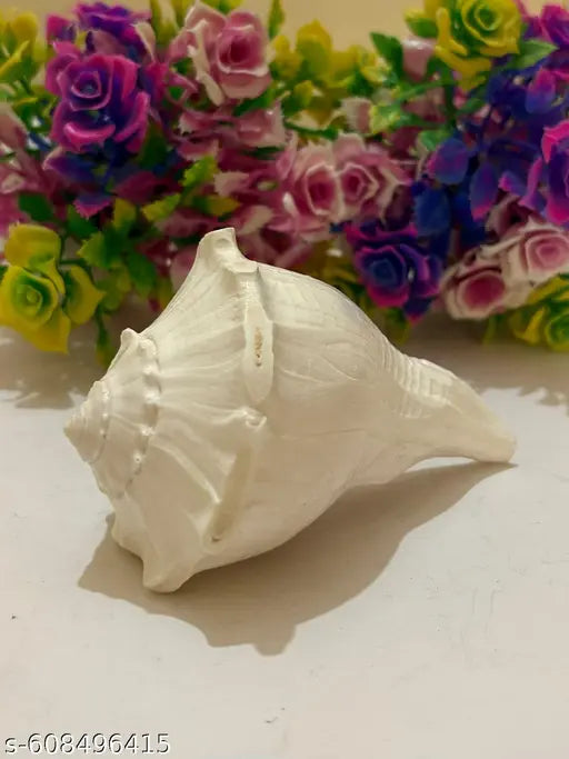 4-5inch Natural Pooja Dakshinavarti Shankh Original from Rameswaram / दक्षिणावर्ती शंख / dakshinavarti shankh and Natural Size