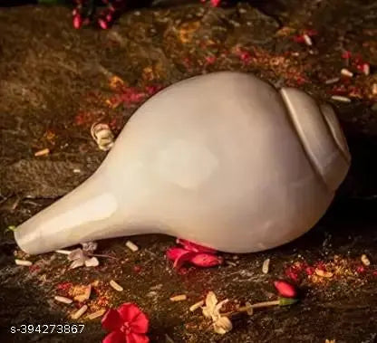 Blowing Shank Big Size AAA Quality Natural Vamavarti Shankh Shell Triptorameswaram for Puja, Positive Energy at Home, Temple