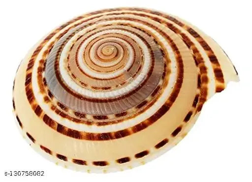 Conch Shell Vishnu Chakra For Pooja/Vastu Dosh & To Attract Wealth - 1 Piece (1 Inch 1.25 Inch)