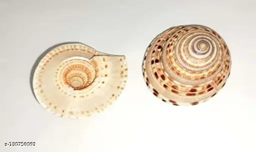 Conch Shell Vishnu Chakra For Pooja/Vastu Dosh & To Attract Wealth - 1 Piece (1 Inch 1.25 Inch)