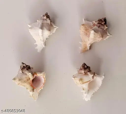 Shell decorative item showpiece