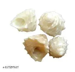 Akshayshree Sales Original Too Small  Sankh (4 pieces)