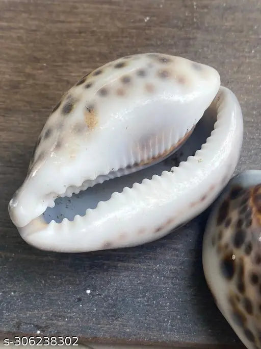 Bachapan  Pack of 5  5PC Polished Tiger Cowrie Sea Shells, 2-1/2 Inch ~ 3-1/4 Inch
