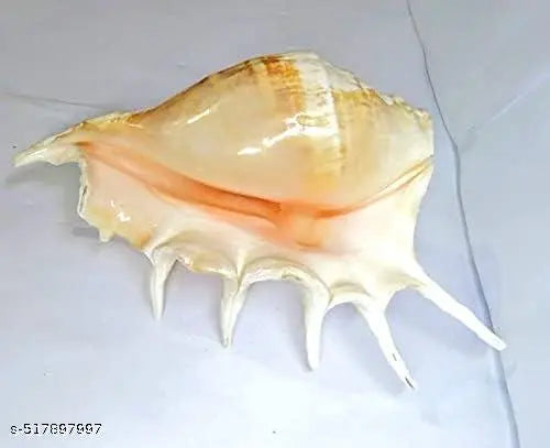 Panchmukhi Collection Five Finger   Blowing Sankh for Pooja Original Gomukhi Shankh Gaumukhi Shankha Cow Conch Shell Panchmukhi Shankh Blowing Shankh