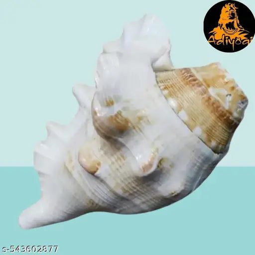Yellow Conch Shell for Puja Rituals, Religious Gifts and Mandir Placement