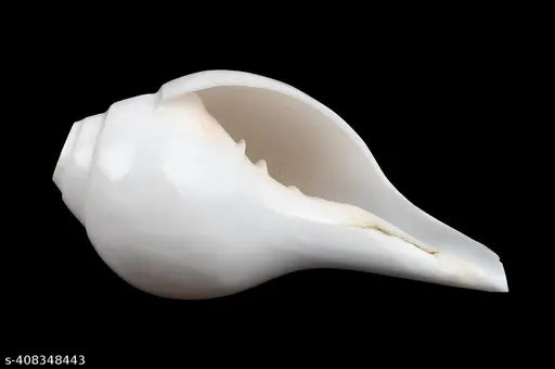 Natural Blowing rameswaram Shank bajane wala Shank 6 INCH