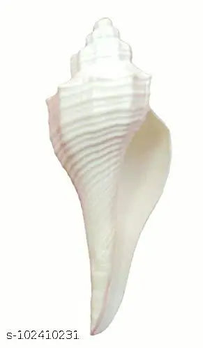 Achleshwar Original Dakshinavarti Sea Shell for Pooja- White (3-4 Inch)
