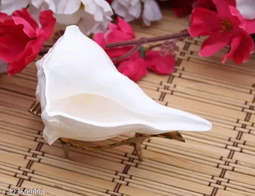 Dakshinavarti shankh, Natural Pooja Dakshinavarti Shankh Original from Rameswaram / ???????????? ??? / dakshinavarti shankh and Natural Size-4.5-5 inch