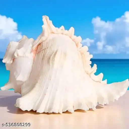 Srimaa Ventures Loud Sound Surya Mukhi Shankh for Temple Aarti, Diwali Puja, and Vastu Remedies