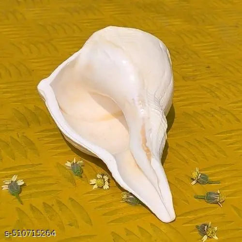 Original Dakshinavarti Shankh - 7 Inch Natural White Shankh from Rameswaram for Pooja, Lakshmi Shankh, and Spiritual Rituals