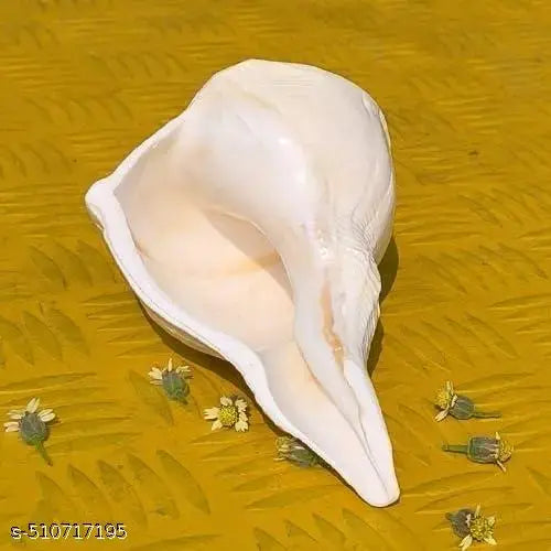 Original Dakshinavarti Shankh - 7 Inch Natural White Shankh from Rameswaram for Pooja, Lakshmi Shankh, and Spiritual Rituals