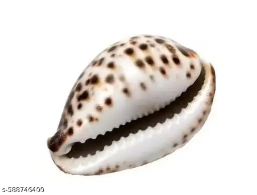 Large Lakshmi cowrie, Big kaudi, big brown kaudi