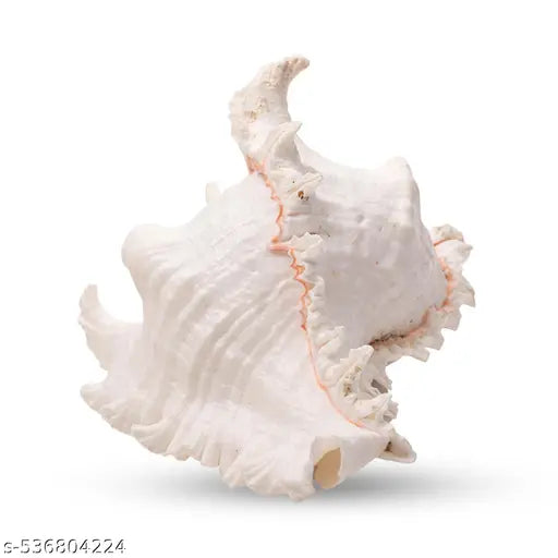 Srimaa Ventures Surya Mukhi Shankh for Prosperity | Loud Sound Conch for Aarti and Diwali Worship