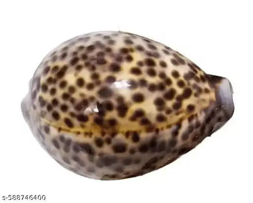 Large Lakshmi cowrie, Big kaudi, big brown kaudi