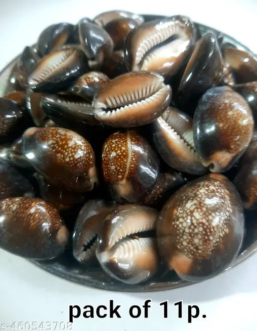 Natural Black Cowrie Original for Lakshmi Poojan and Bring Good Luck Pack of 11p.