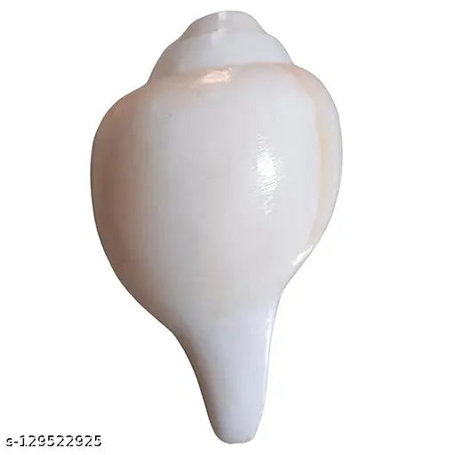 Jellybean Retails Vamavarti Natural Loud Blowing Shankh|Conch for pooja original, First Quality, Medium ,200 Grams, 12cm(4.5 inch) in Length Blowing Shankh Blowing Shankh