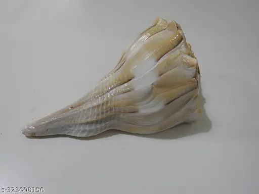 Tiger Dakshinamukhi Natural Shankha Showpeice for Good Luck, Progress & Prosperity (Non Blowable) (White)