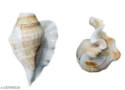 Bachapan Pack of 1 Panchmukhi Shankh | Five Finger Shankh | Loud Blowing Shankh for Pooja Laxmi Shankh