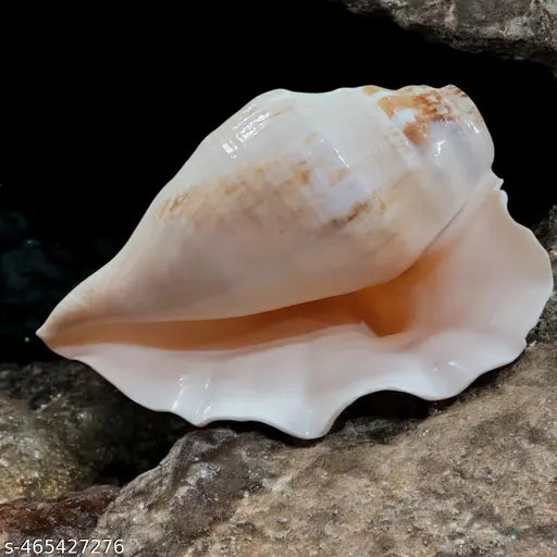 Srimaa Ventures Authentic Right Hand Panchmukhi Blowing Shankh – Sacred Conch for Pooja, Meditation