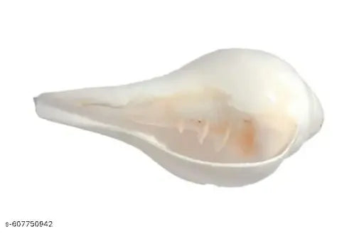 medium Size Shankh for Blowing, Pooja Size 4.5 to 5.5 inches with Loud Sound/Counch Shell
