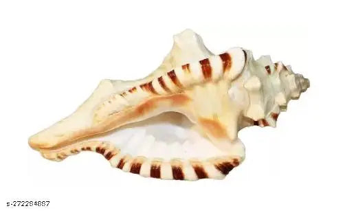 Natural and Original Ganesh Lakshmi Shankh Shell Conch Shank No Blowing [ 3 to 4 ] Inches
