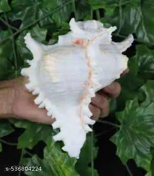 Srimaa Ventures Surya Mukhi Shankh for Prosperity | Loud Sound Conch for Aarti and Diwali Worship