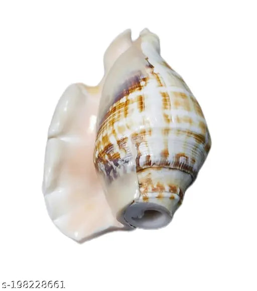 Bachapan Pack of 1 Panchmukhi Shankh | Five Finger Shankh | Loud Blowing Shankh for Pooja Laxmi Shankh