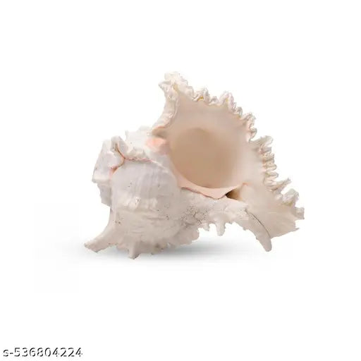 Srimaa Ventures Surya Mukhi Shankh for Prosperity | Loud Sound Conch for Aarti and Diwali Worship