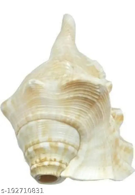 Bachapan Pack Of 1 Panchmukhi Shankh | Five Finger Shankh | Loud Blowing Shankh for Pooja Laxmi Puja Articles