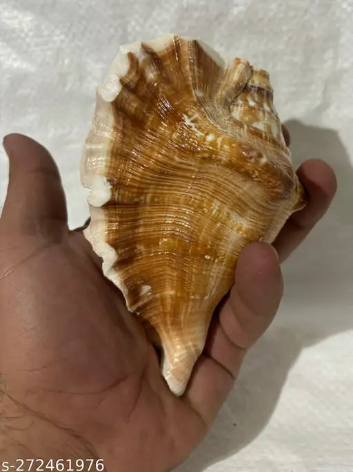 PANCHMUKHI CONCH OR PANCHAMUKHI SHANKH Sacred, Decorative, Blowing Shankh (Yellow) Puja Articles