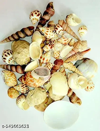 A&S VENTURES sea Shell Puja Articles