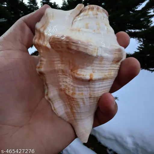 Srimaa Ventures Authentic Right Hand Panchmukhi Blowing Shankh – Sacred Conch for Pooja, Meditation