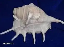 Right Hand Panchmukhi Blowing Shankh Five Faced Shankh For Religious Purpose, Home Puja