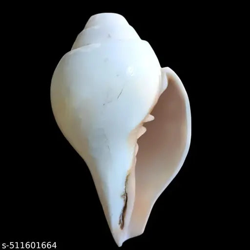 Vamavarti Original Loud Blowing Shankh|Conch for Pooja - 250 grm, 5 Inch (Size Guarantee - Quality Matters)