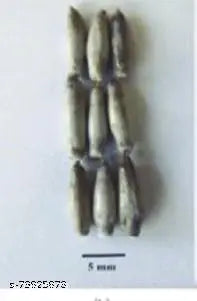 Sri GuruJi Kit - Bat Head Root - 2 Pcs, BalaMudi YedaMudi - 1 pc each,   Shankh - 1 Pc, Gomti Chakra - 11 Pcs, Laxmi Gavvulu - 4 Pcs,
