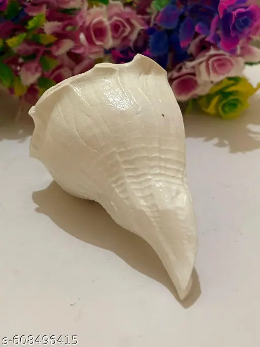 4-5inch Natural Pooja Dakshinavarti Shankh Original from Rameswaram / दक्षिणावर्ती शंख / dakshinavarti shankh and Natural Size