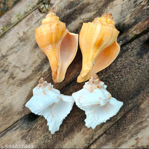 Shankh for Pooja & Hawan, Conch, Decorative,