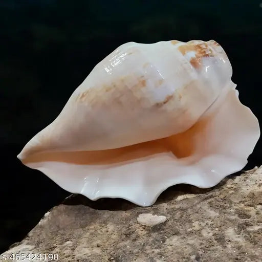 Srimaa Ventures Authentic Panchmukhi Shankh Sacred Five-Faced Shank for Home Pooja, Office