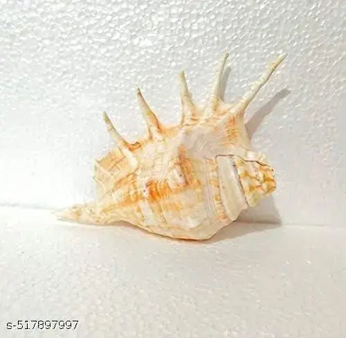 Panchmukhi Collection Five Finger   Blowing Sankh for Pooja Original Gomukhi Shankh Gaumukhi Shankha Cow Conch Shell Panchmukhi Shankh Blowing Shankh