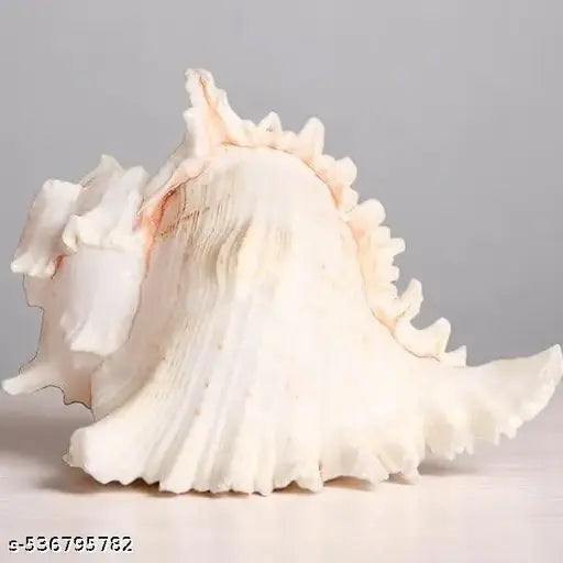 Srimaa Ventures Sacred Chandri Shankh for Daily Puja, Aarti & Religious Ceremonies