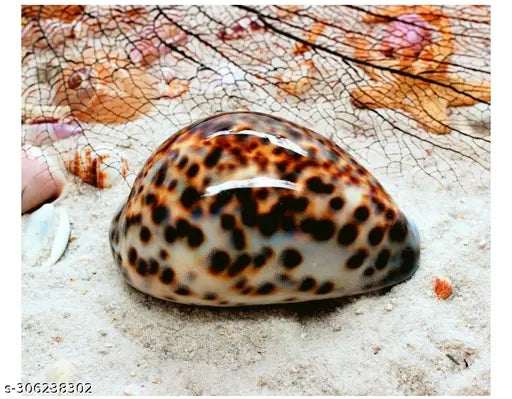 Bachapan  Pack of 5  5PC Polished Tiger Cowrie Sea Shells, 2-1/2 Inch ~ 3-1/4 Inch