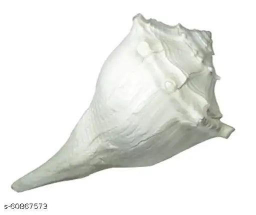 A&S Ventures Dakshinavarti shankh Original