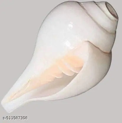 Loud Blowing Shankh - Vamavarti Shankh - Bajnewala - Puja shankh - Original White 5 inch