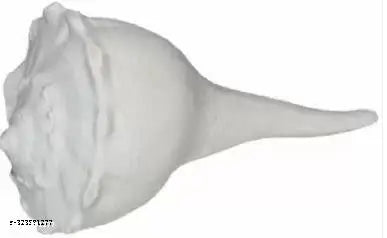 Dakshin Mukhi Shankh for Pooja Pure White Sacred Shankh for Puja, Temple (White)