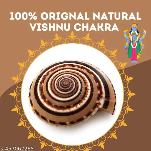 Senroar Seashell Vishnu Chakra for Pooja/Vastu Dosh and to Attract Wealth Pack of 5p