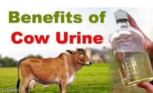 Cowwal’s Group Cow Urine Ark  is 100% Own Goushala pure Gaumutra