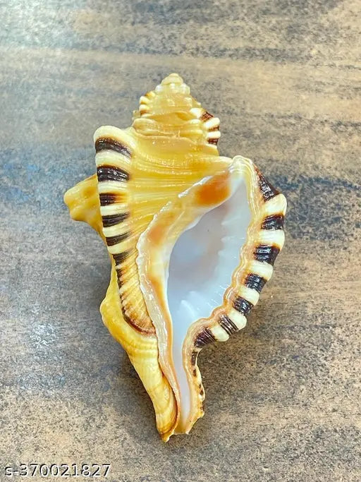 Ganesh Mukhi Shankh set of 1