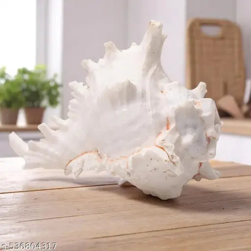 Srimaa Ventures Large Surya Mukhi Vishnu Shankh Holy Conch Shell for Home & Temple Pooja