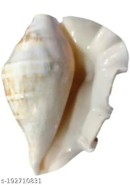 Bachapan Pack Of 1 Panchmukhi Shankh | Five Finger Shankh | Loud Blowing Shankh for Pooja Laxmi Puja Articles