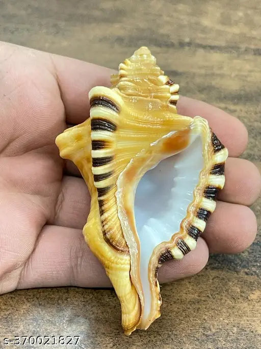 Ganesh Mukhi Shankh set of 1